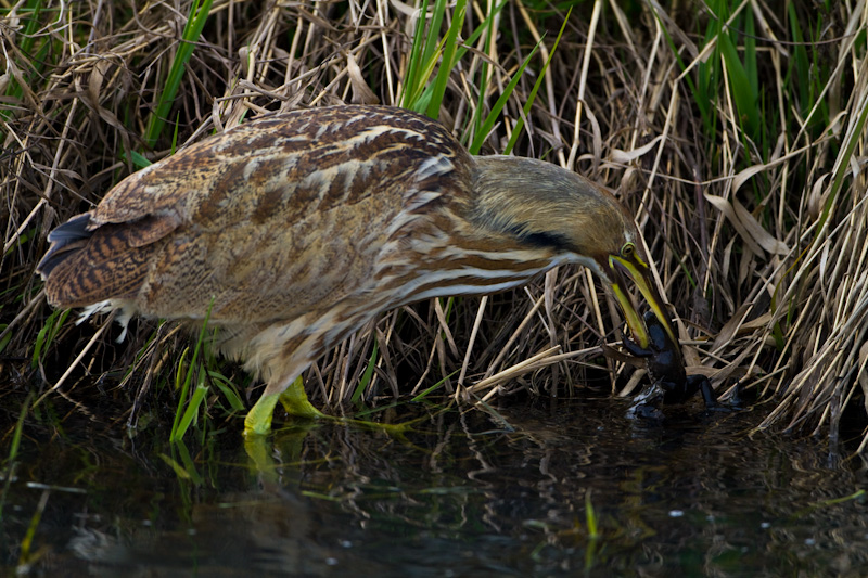 American Bittern Eating Frog